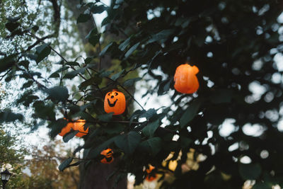 Close-up of orange fruit on tree