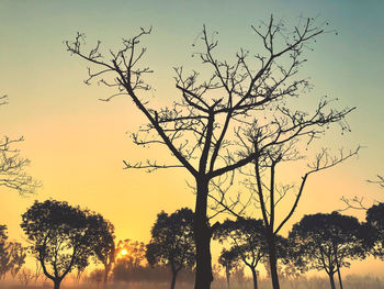 tree