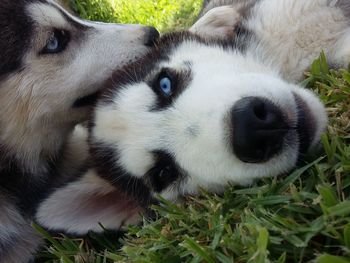 Close-up of dog looking away