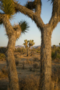 Joshua tree