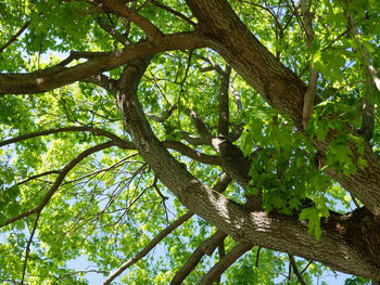 Low angle view of a tree