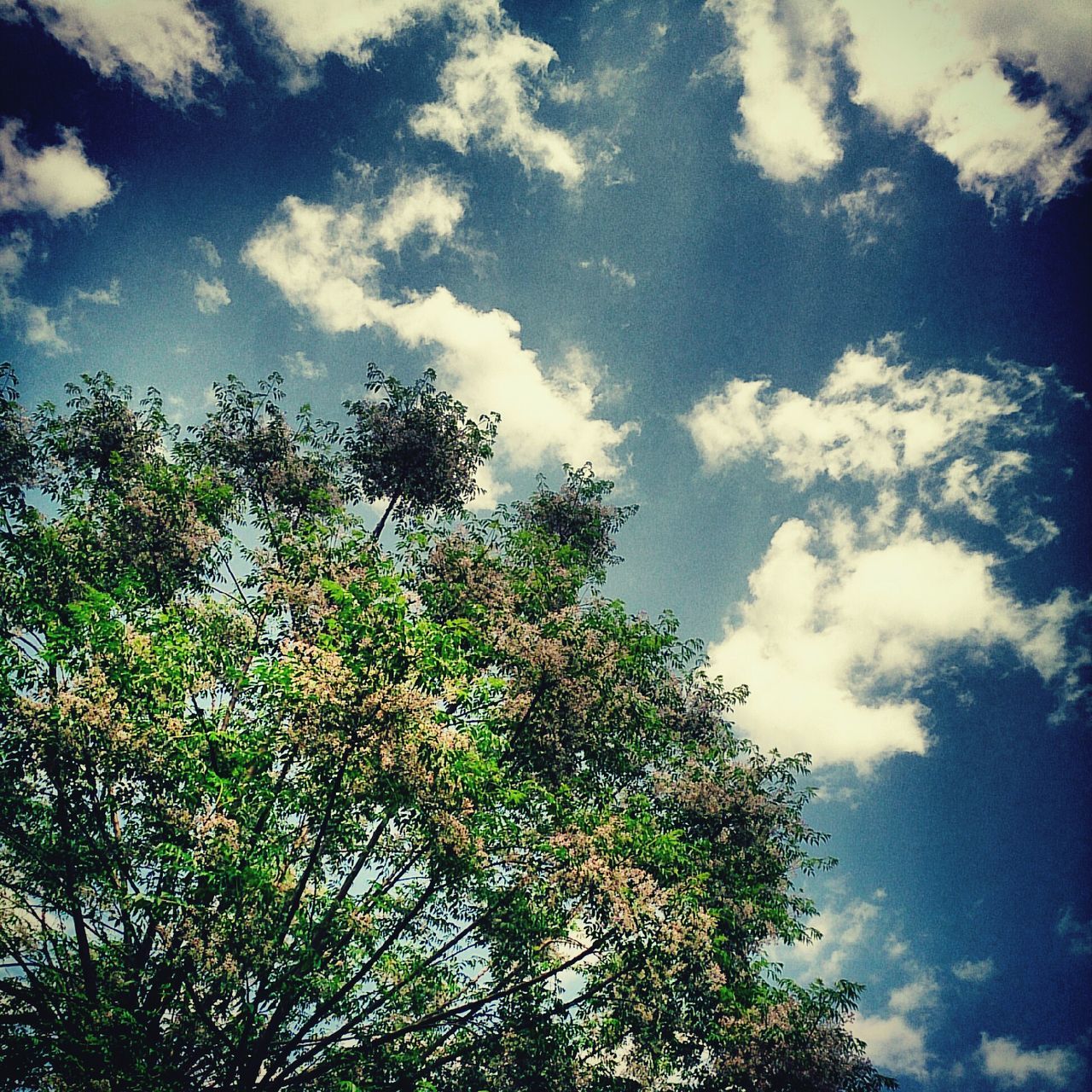 Low angle view of tree against cloudy sky