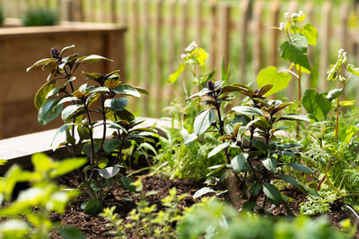 Close-up of plants growing on field