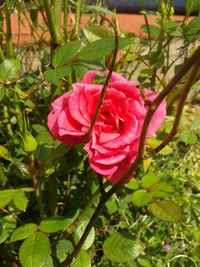 Close-up of pink rose blooming outdoors