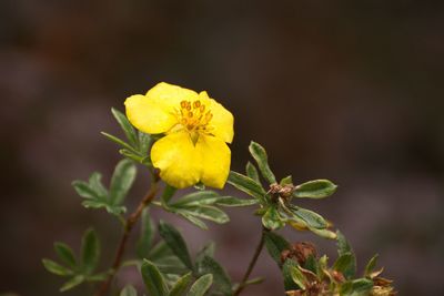 Close-up of yellow flower