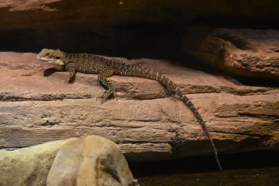 View of lizard on rock at zoo