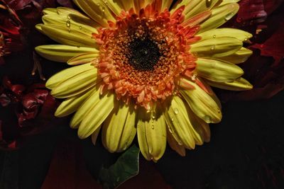 Close-up of yellow flower blooming outdoors