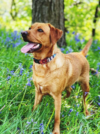 View of a dog on field