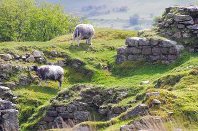 Sheep on rocks against sky