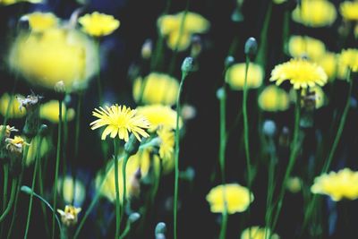 Close-up of yellow flower blooming in park