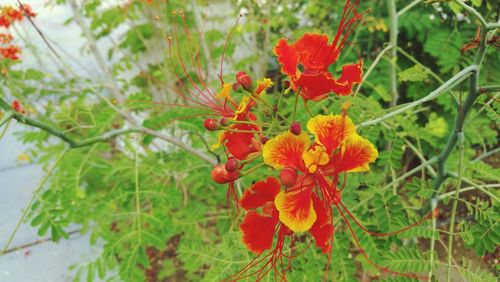 Close-up of red flowers