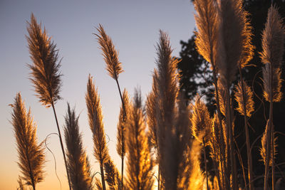 Close-up of stalks in field against sky