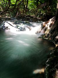 Scenic view of waterfall in forest