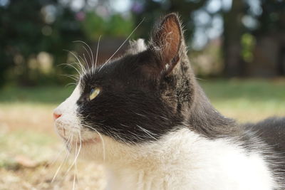 Close-up of a cat looking away