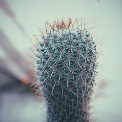 Close-up of cactus