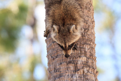 Close-up of squirrel on tree trunk