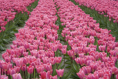 Close-up of pink tulip flowers on field