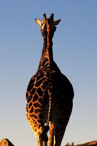 Rear view of giraffe against clear blue sky