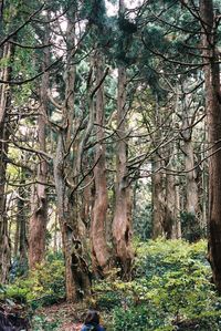 tree