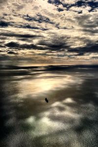 View of bird on beach during sunset