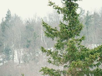 Trees in foggy weather