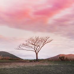 Bare tree on field against sky during sunset