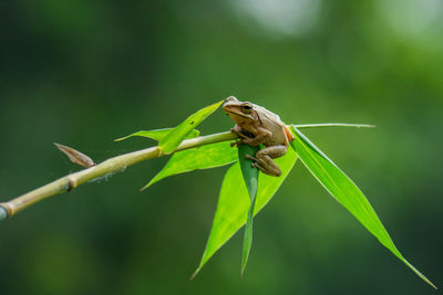 Close-up of insect on leaf