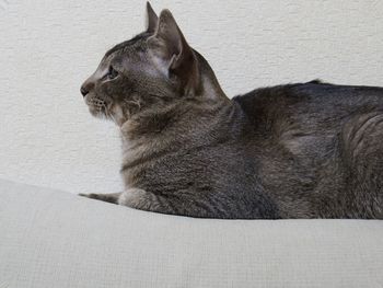 Side view of cat against textured wall, laying on couch