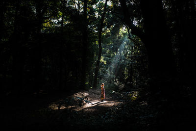 Trees in forest