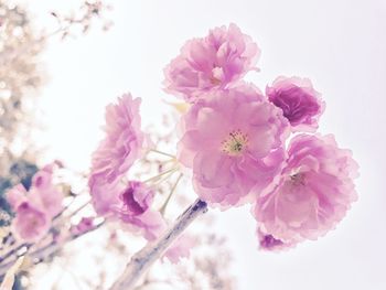 Low angle view of pink flowers blooming against sky