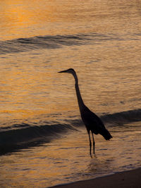 A crane bird walking along the sea shore