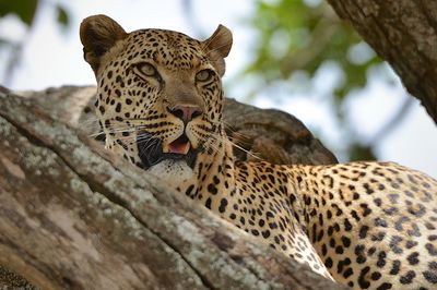 Low angle view of a leopard