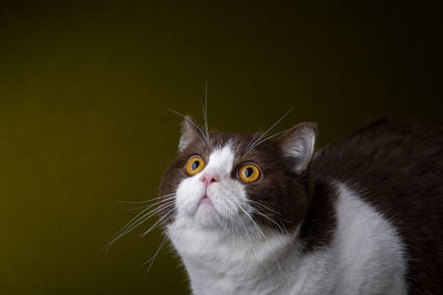 Cute british shorthair cat kitten isolated on dark background