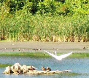 Reflection of trees in water