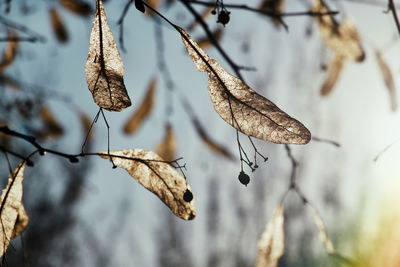 Close-up of dry leaves on branch during winter