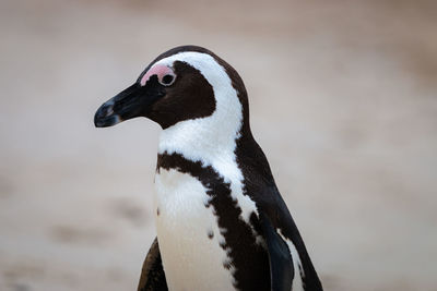 African penguins at seaforth beach colony in cape town, south africa