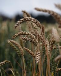 Close-up of stalks in field