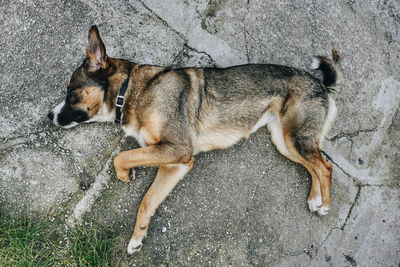 High angle view of dog on street