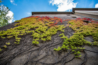 Low angle view of ivy plant on building wall