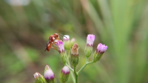 Close-up of insect pollinating on pink flower
