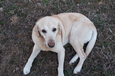 High angle view of dog on field