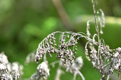 Close-up of white flowering plant