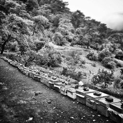 Scenic view of road amidst trees