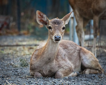 Portrait of deer