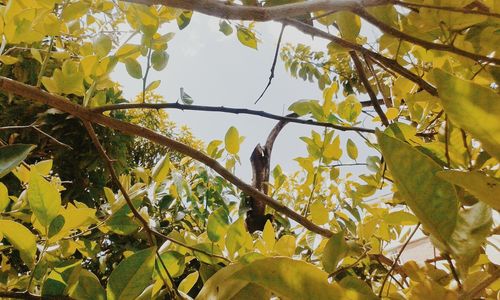 Low angle view of leaves on tree