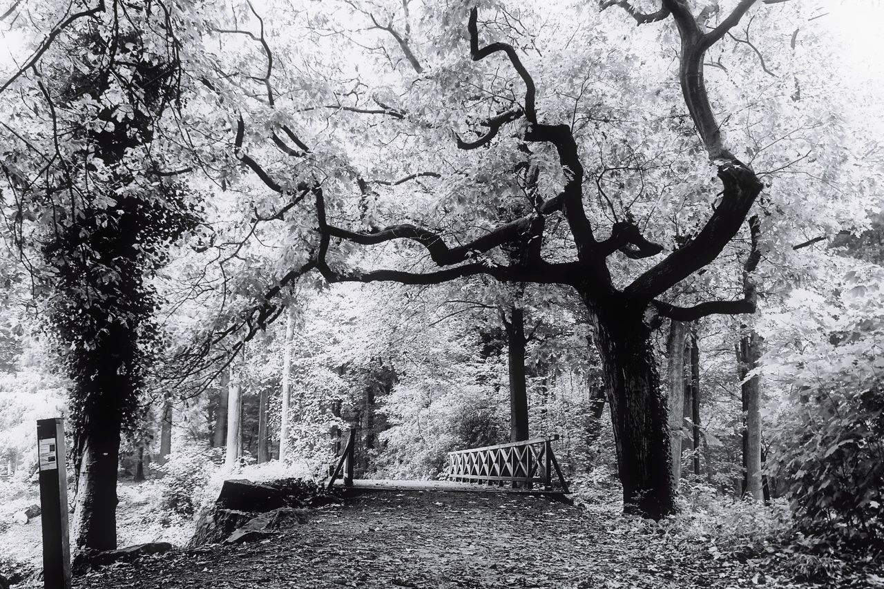 tree, plant, tree trunk, trunk, nature, growth, no people, architecture, day, tranquility, the way forward, park, branch, beauty in nature, tranquil scene, footpath, direction, built structure, outdoors, park - man made space