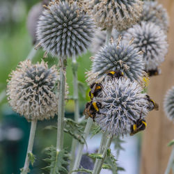 Close-up of honey bee on thistle