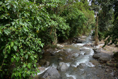 Scenic view of waterfall amidst trees