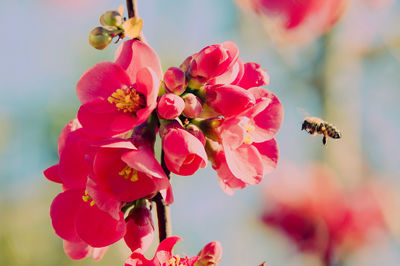 Close-up of bee pollinating on pink flower