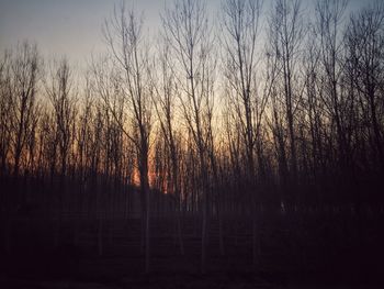 Close-up of silhouette trees against sky during sunset